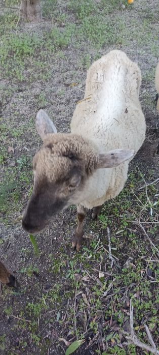 Vendo algumas ovelhas deste rebanho