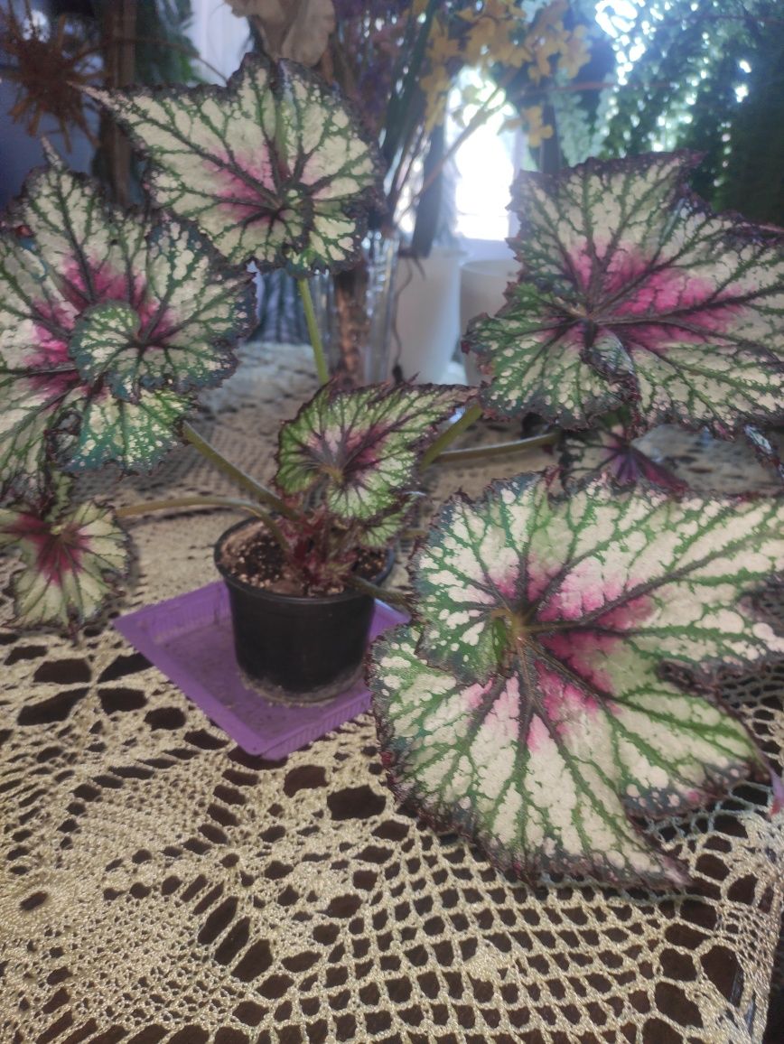 Begonia doniczka ładne okazy
