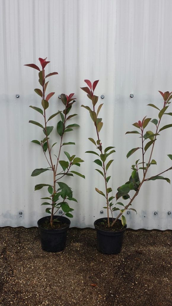 Photinias para sebes