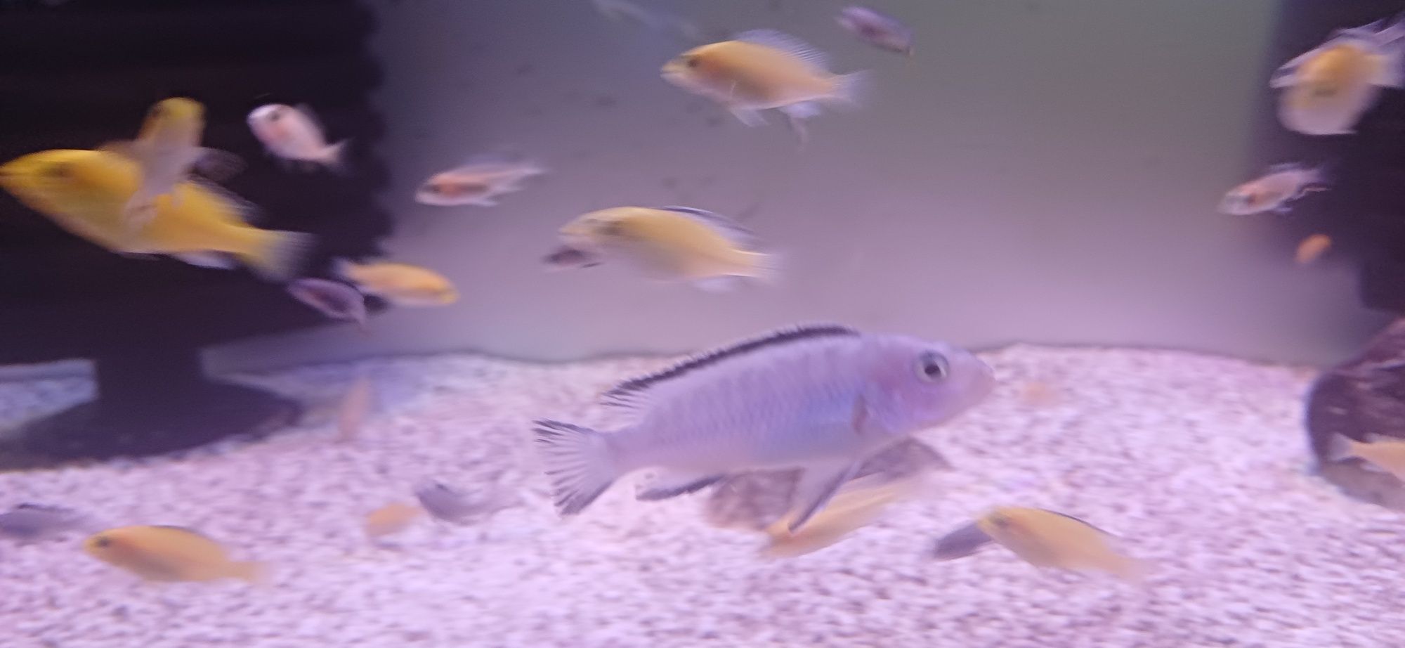 samice Pyszczaka  Pseudotropheus socolofi Pyszczak niebieski