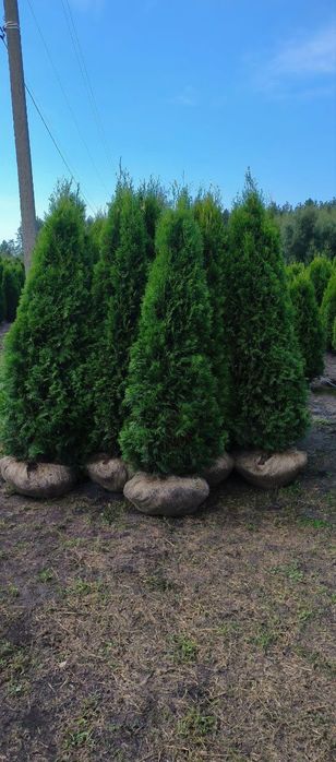 Туї Смарагд, Туя Даніка, туі Колумна