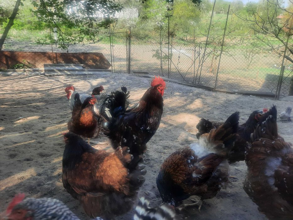 Інкубаційні  яйця