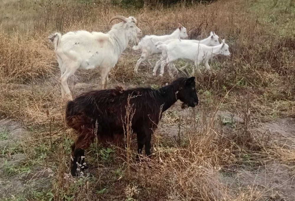 Кози Ламанча та інші.
