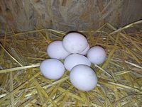 Домашні курячі яйця безкоштовна доставка