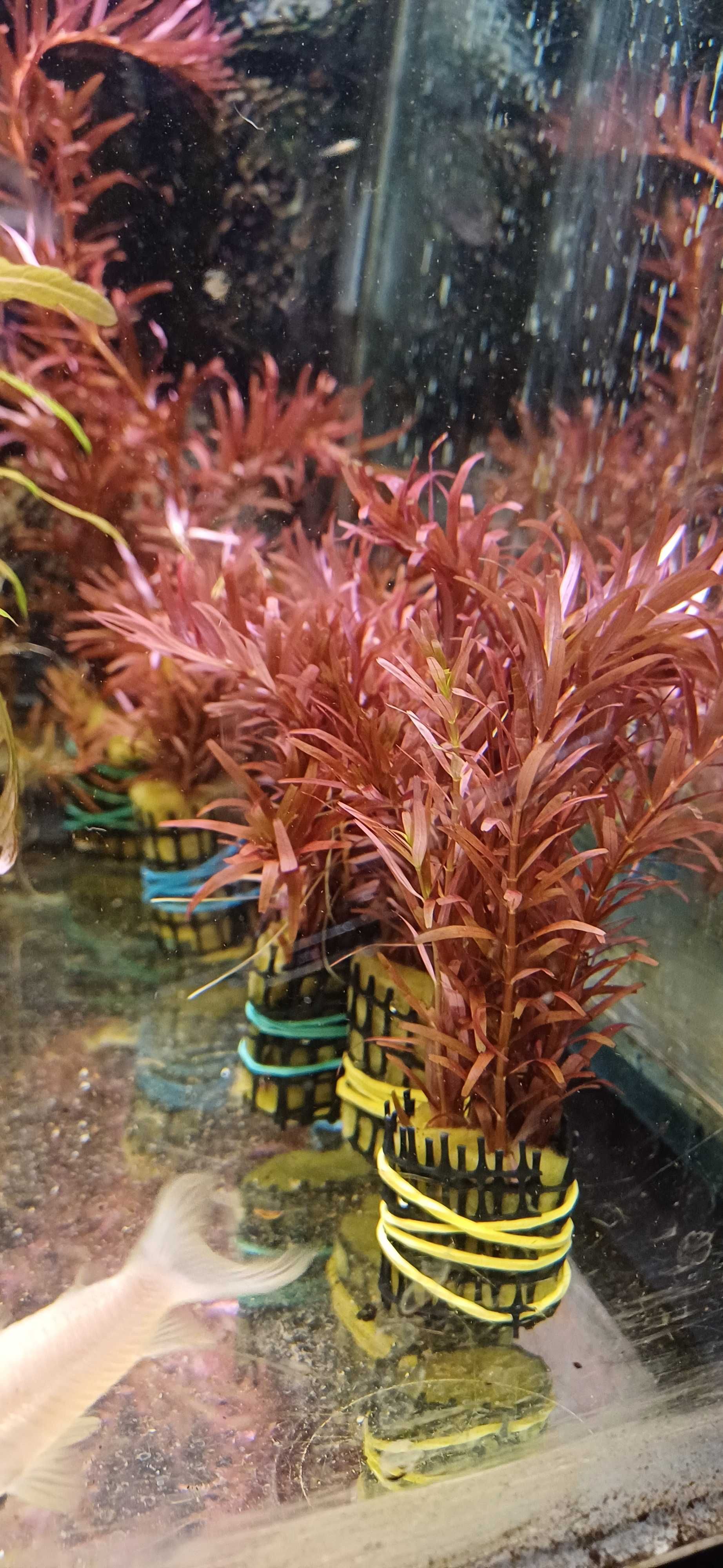 Plantas aquario, hygrophila, rotala, anubias, cryptocoryne