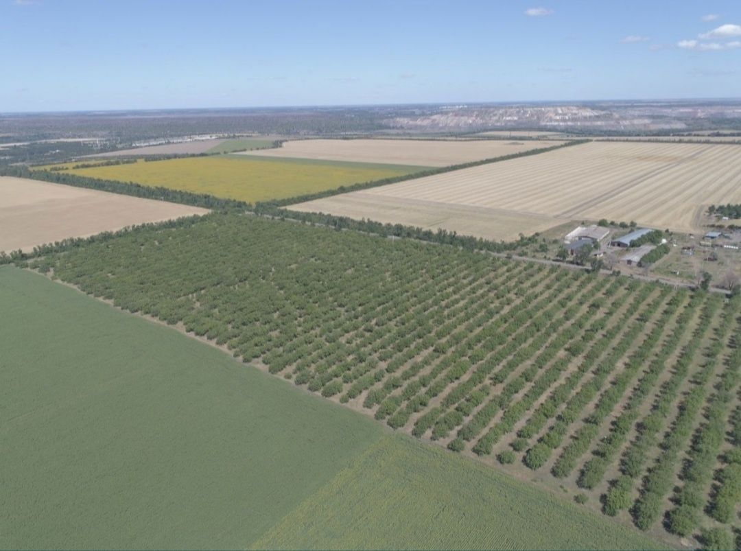 Продаж земельної ділянки 27 га. Горіховий сад. Волоський горіх.