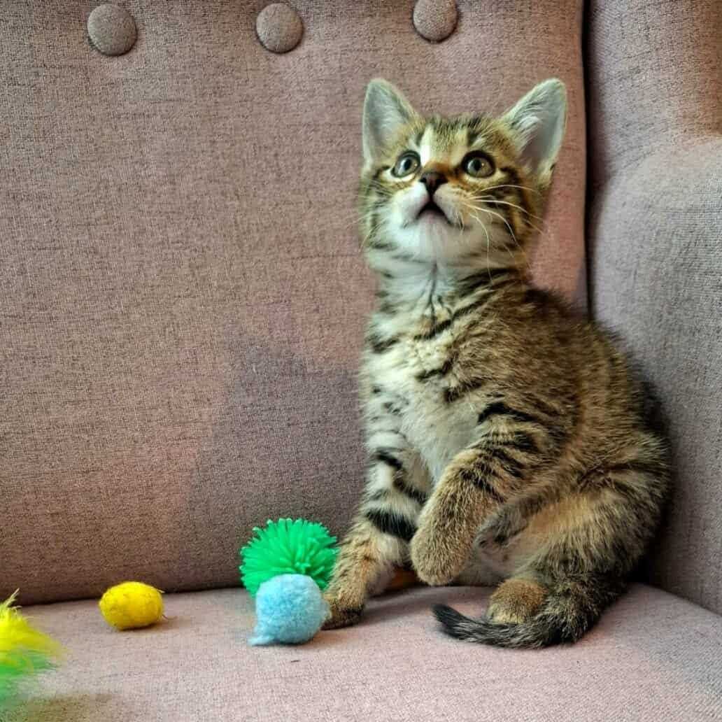 Wesoły urwis,młodziutki kotek,kociak,pręgowany kocurek do adopcji