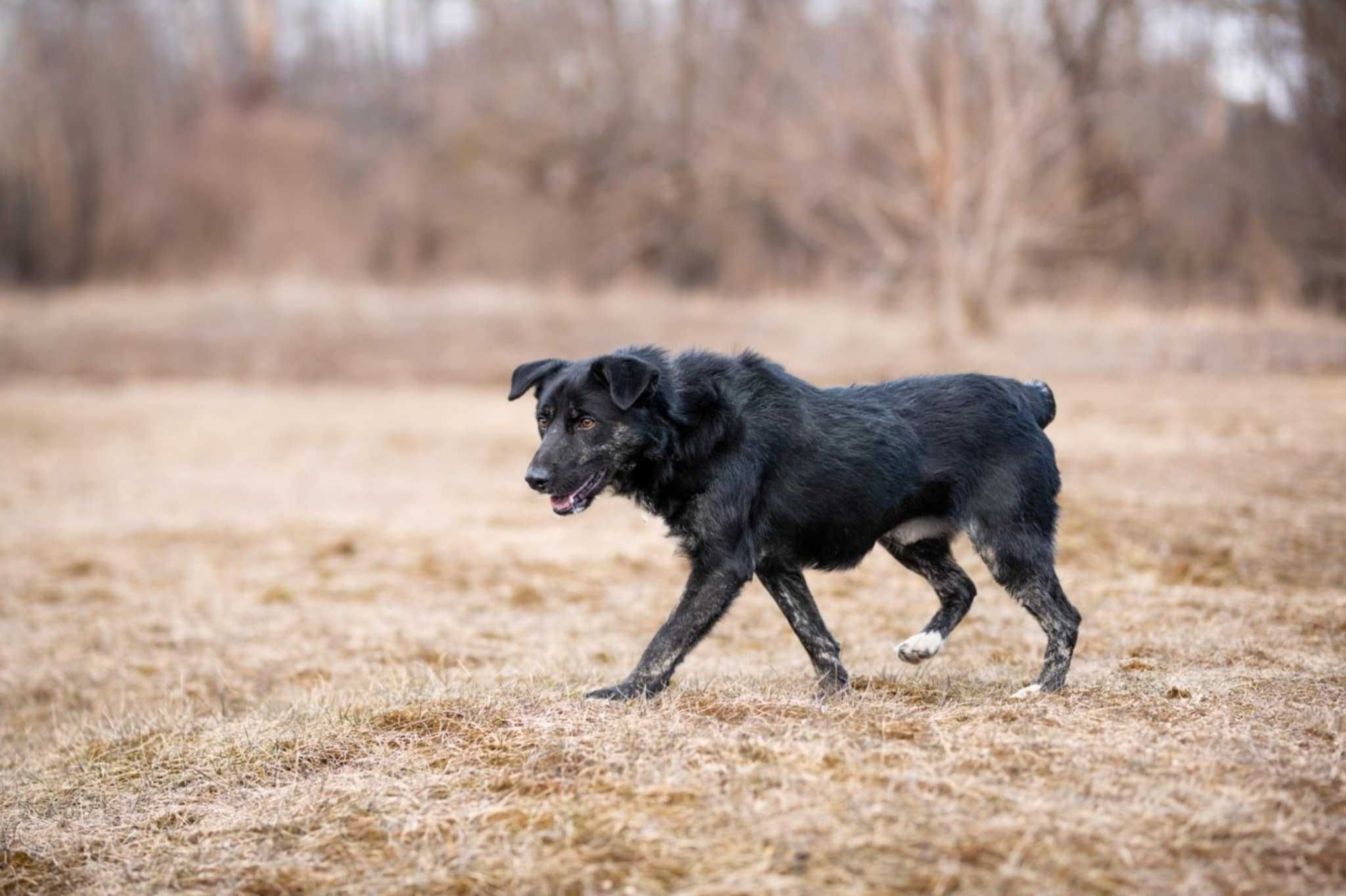 ZIBI uroczy psi dzieciak szuka domu 1rok 13kg adoptuj