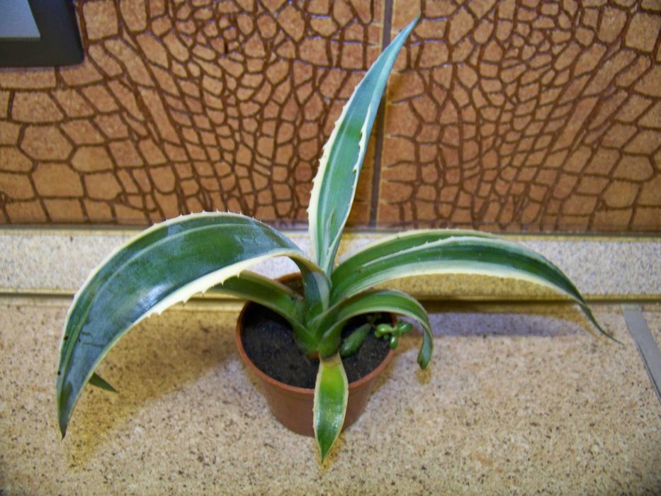 Агава американська