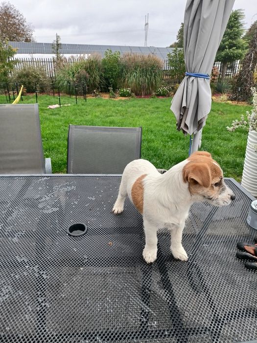 Jack Russell Terrier ZkwP FCI