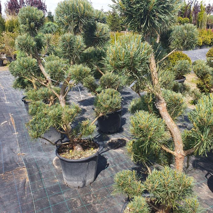 Ниваки бонсай в наличии и под заказ