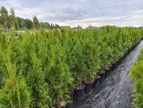 Tuja szmaragd od 50 do 160 cm w donicy od 3 l. Thuja Smaragd 100cm