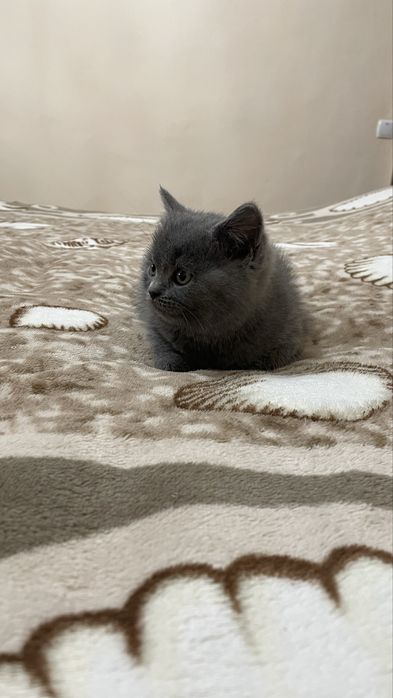 Кошеня британець прямовухий хлопчик