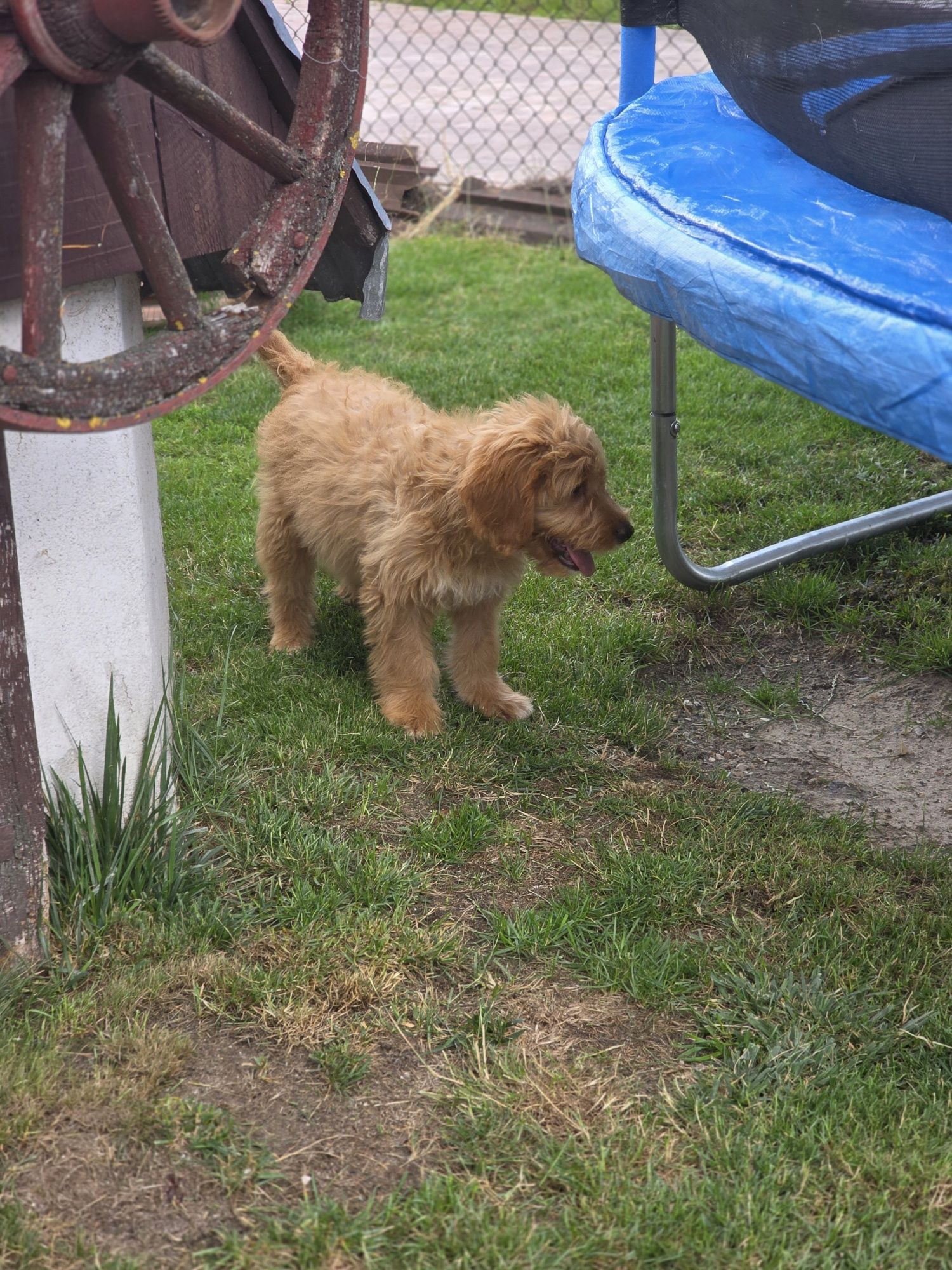 Goldendoodle piesek f1 standard i mini