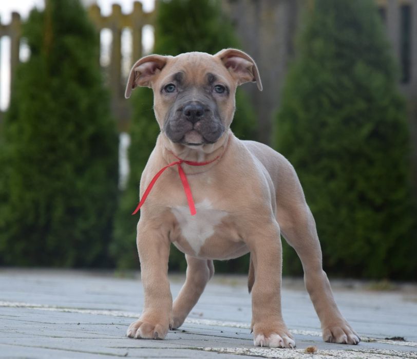 Suczka Amstaff do odbioru