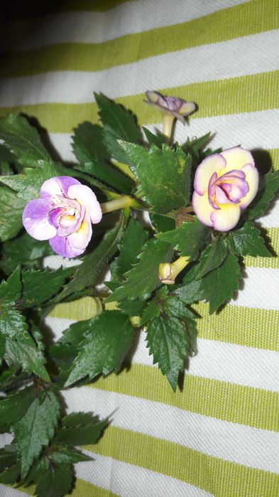 Цветок комнатный ахименес с яркими лиловыми пятнами сортовой махровый