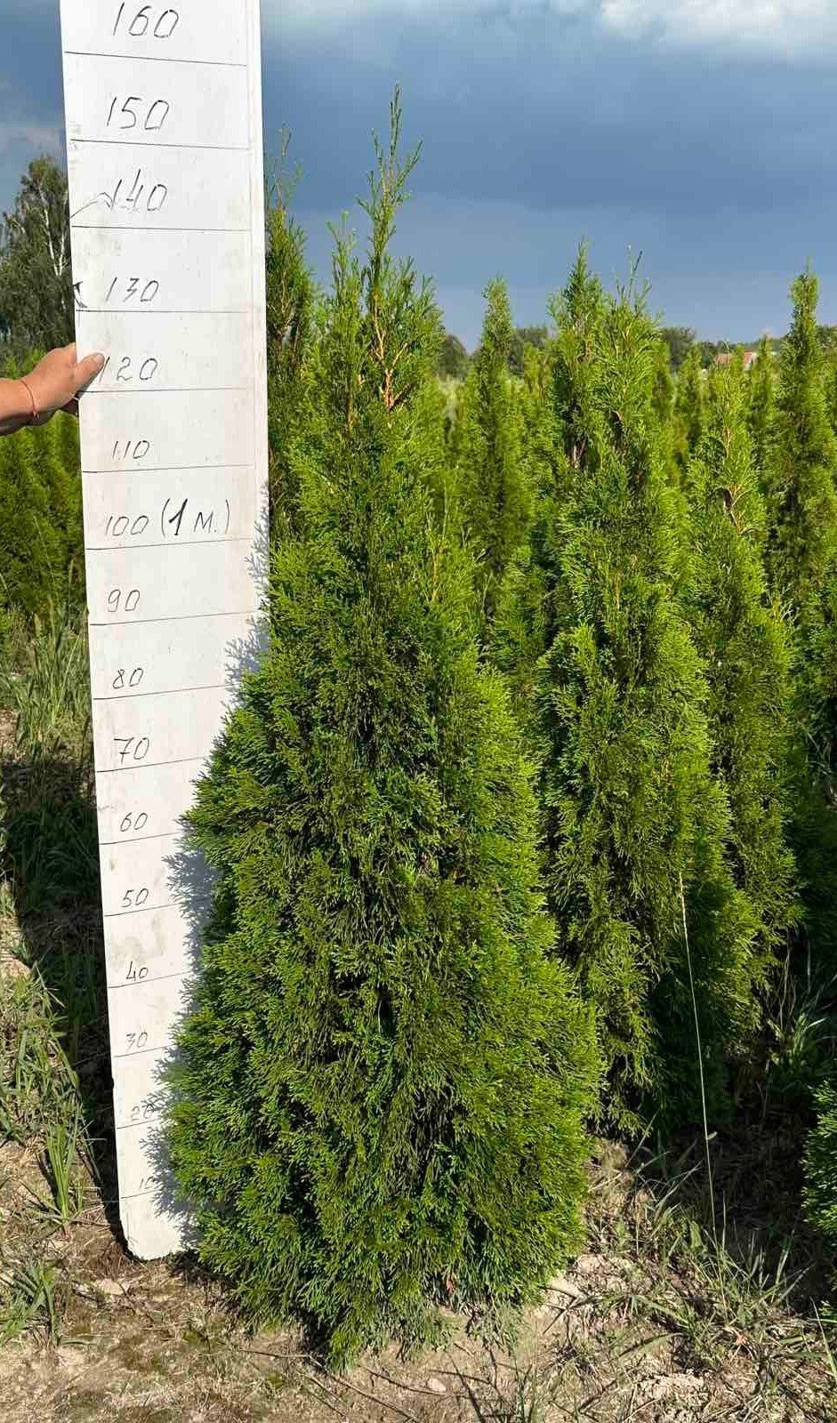 Туя смарагд  115см. Розпродаж