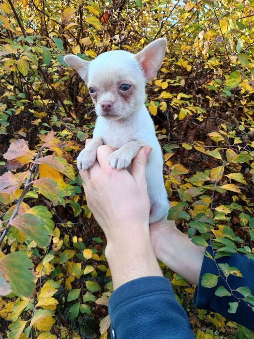 Чихуахуа в пошуках 7-ї