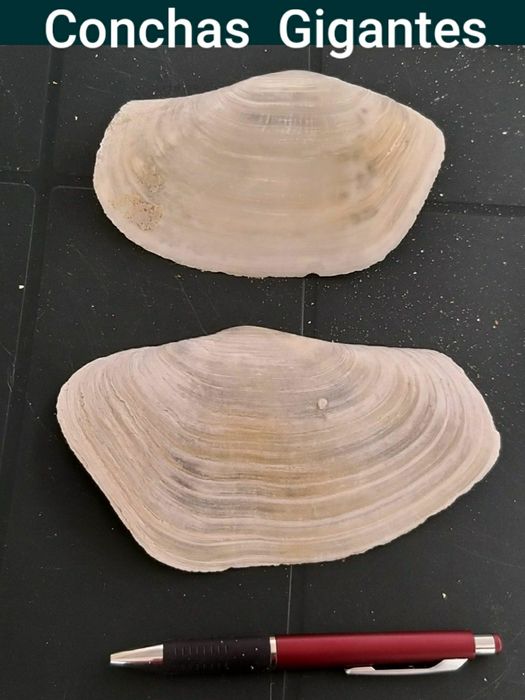 Decorações para Aquários.