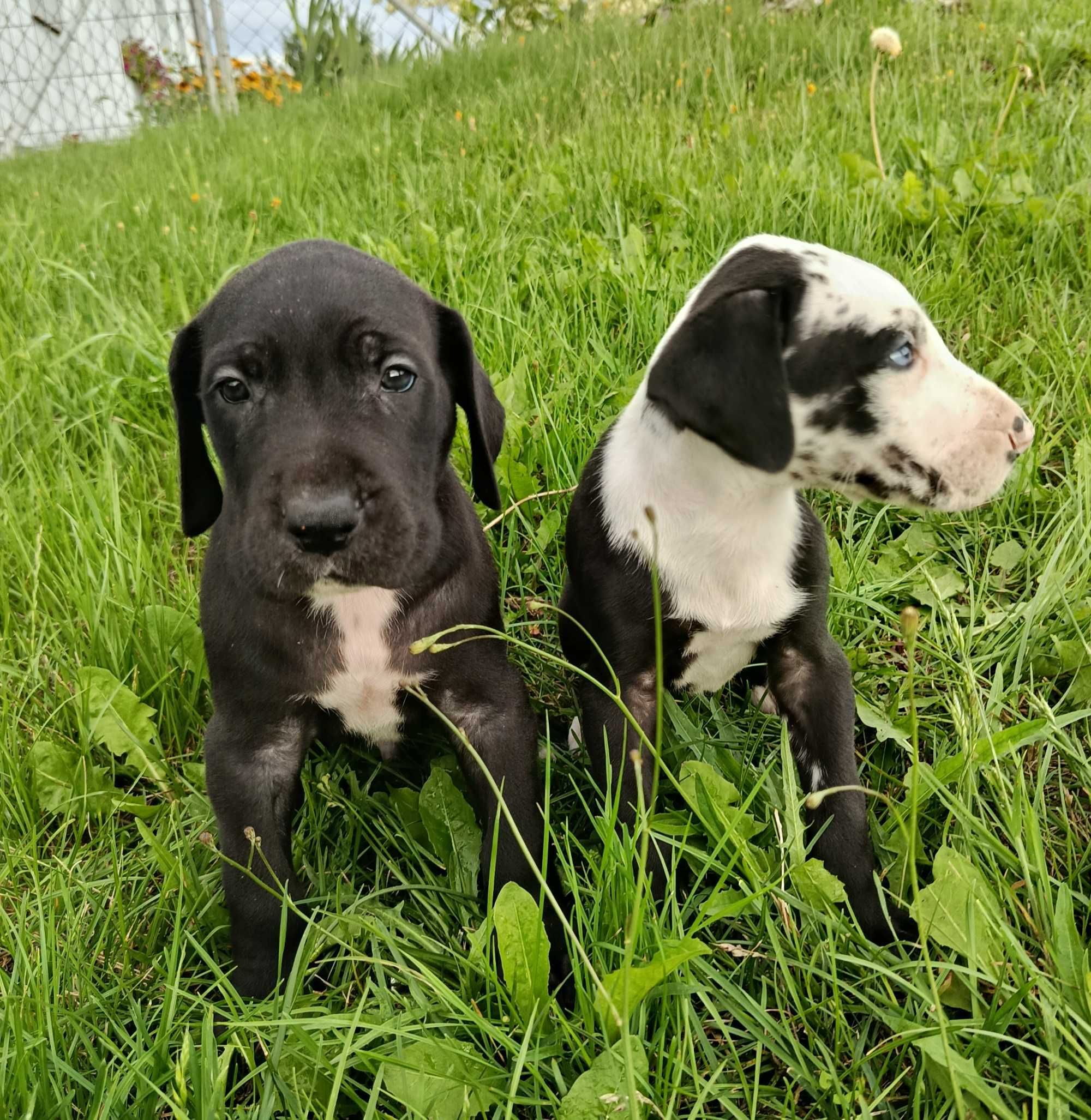 Dog niemiecki pies
