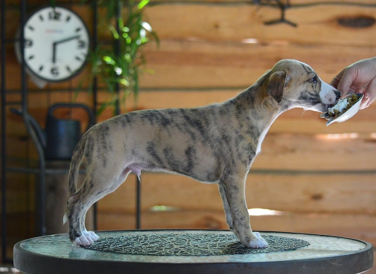 Pies szczenię whippet,  szczenię whippet