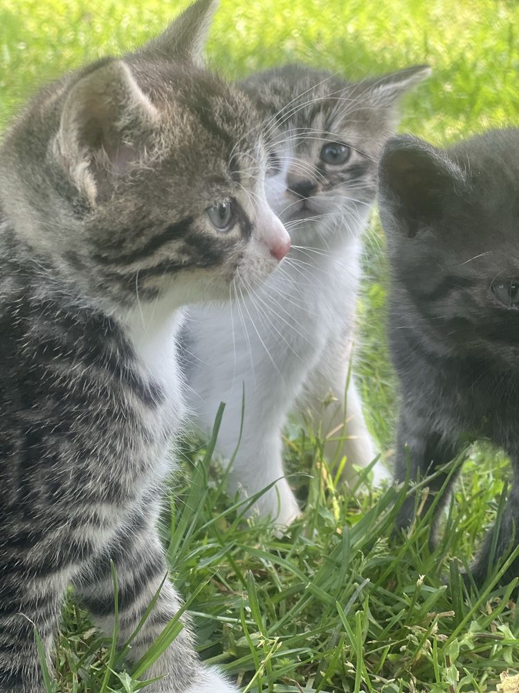4 koty do adopcji