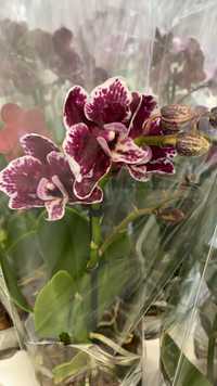 Орхидеи в большом выборе цены от 100 гр