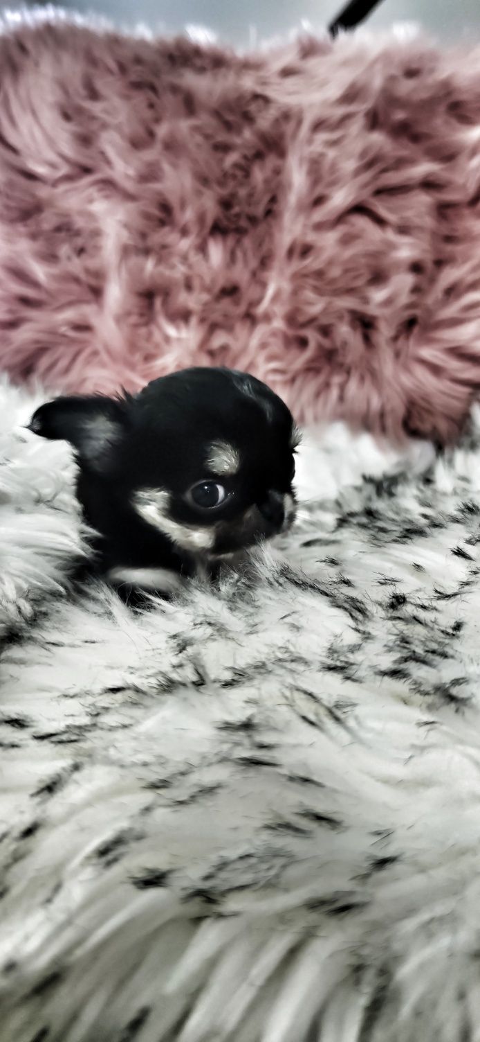 *** Mini Dziewynusia Chihuahua *** Gotowa Do Odbioru ***