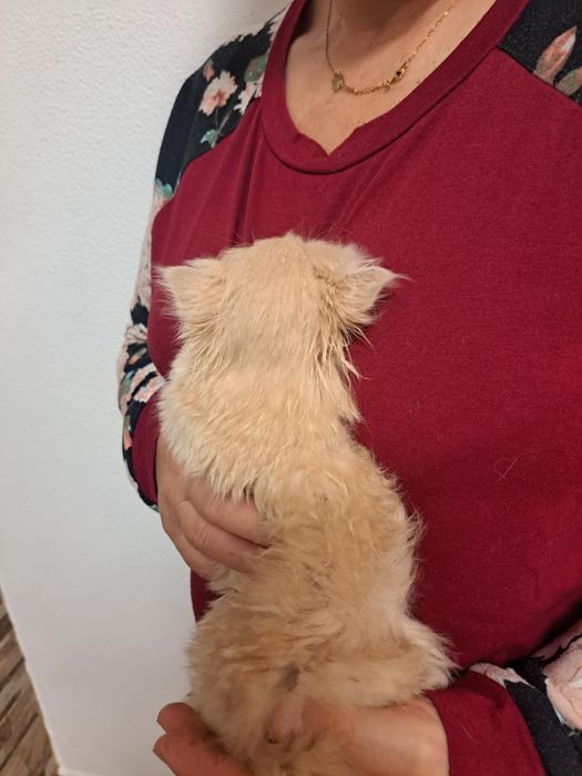 Gatinho persa lindo amarlinho