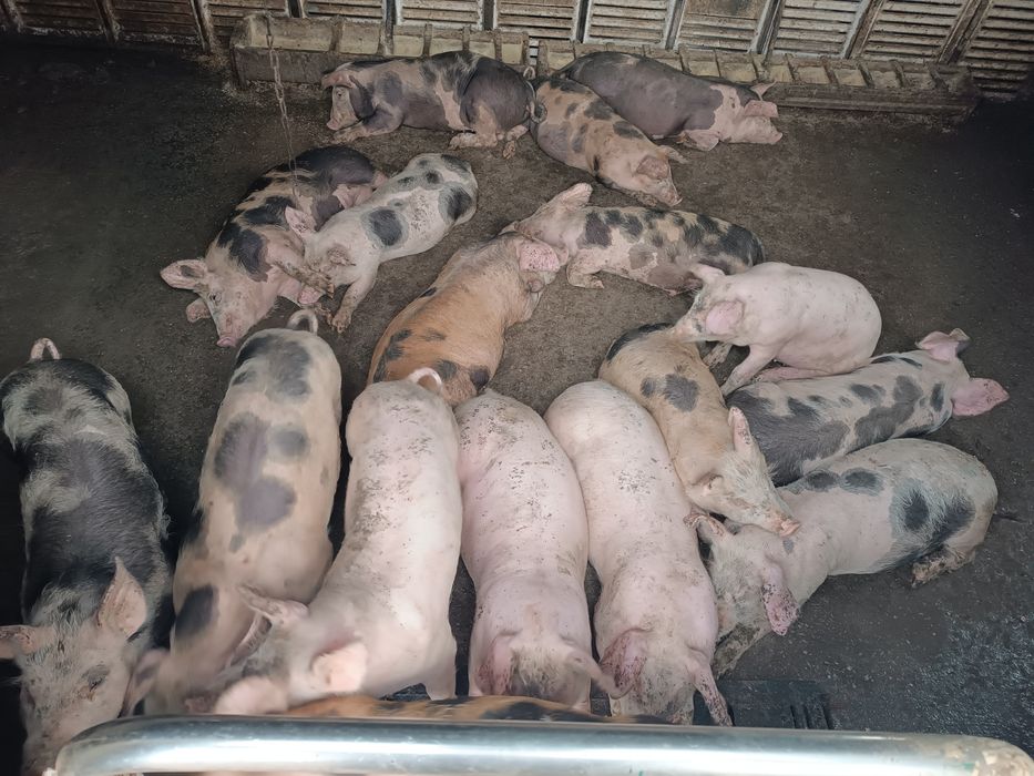 Продам поросят мясного направления