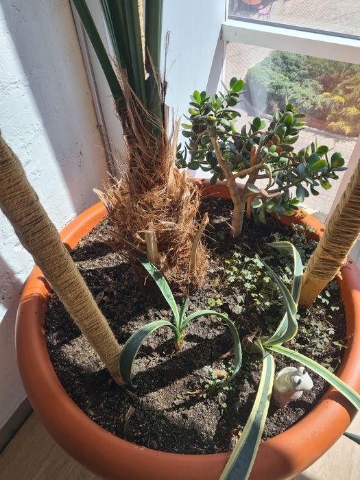 Фінікова пальма 40 років 3.5м