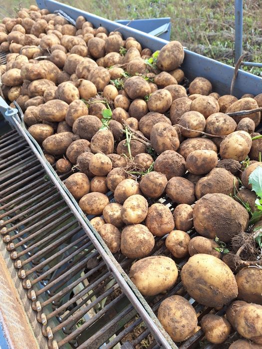 Ziemniaki jadalne Wineta Gala i Satina