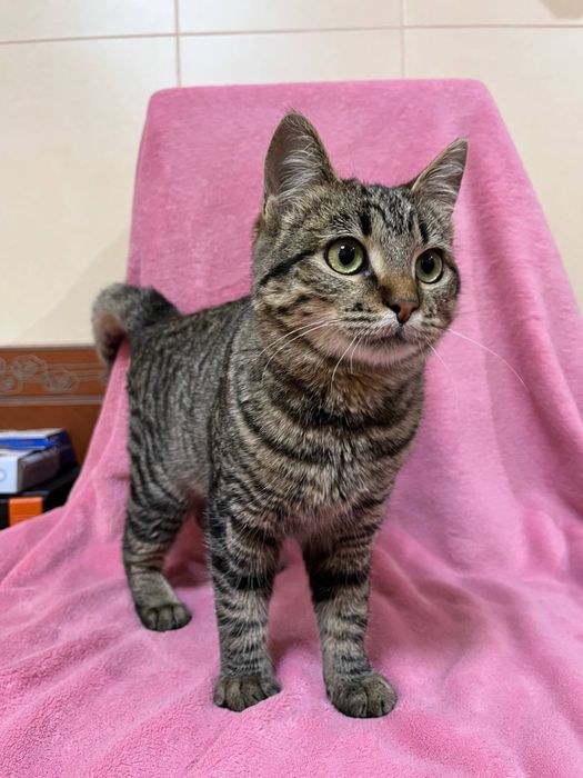 Кошеня підліток дівчинка смугаста 5-6 міс. Дуже ласкава! Шукає сімʼю!