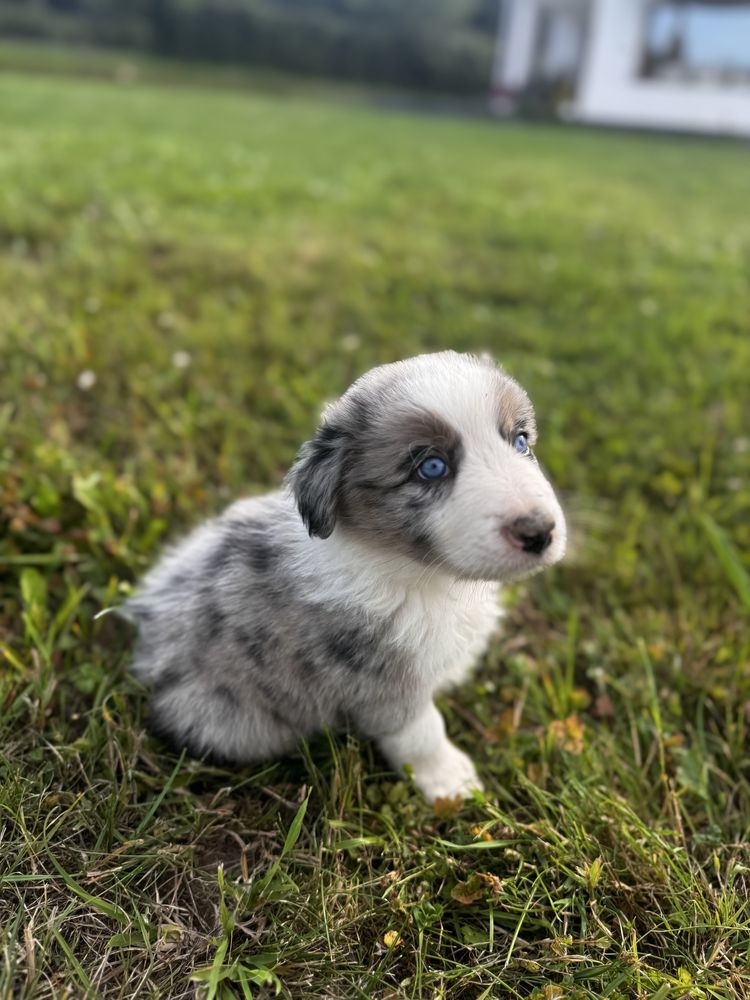 Sprzedam Psa Border Collie (Pies)