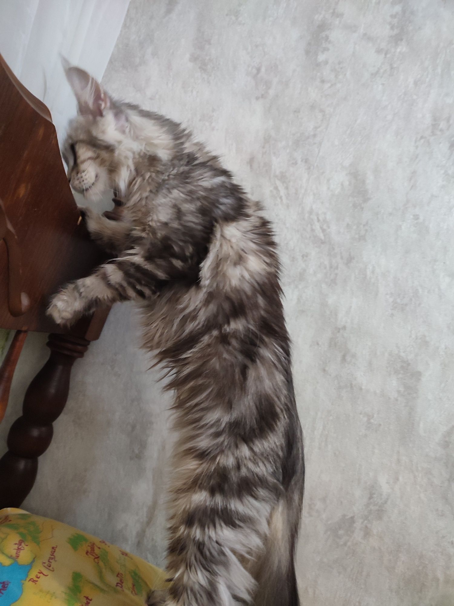 Продам Кошку Мейн Куна