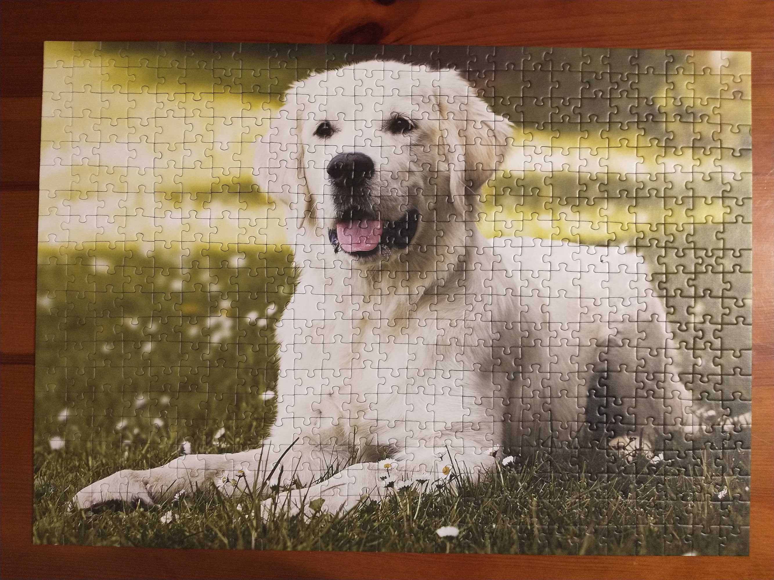 Puzzle 500 pies Golden retriever