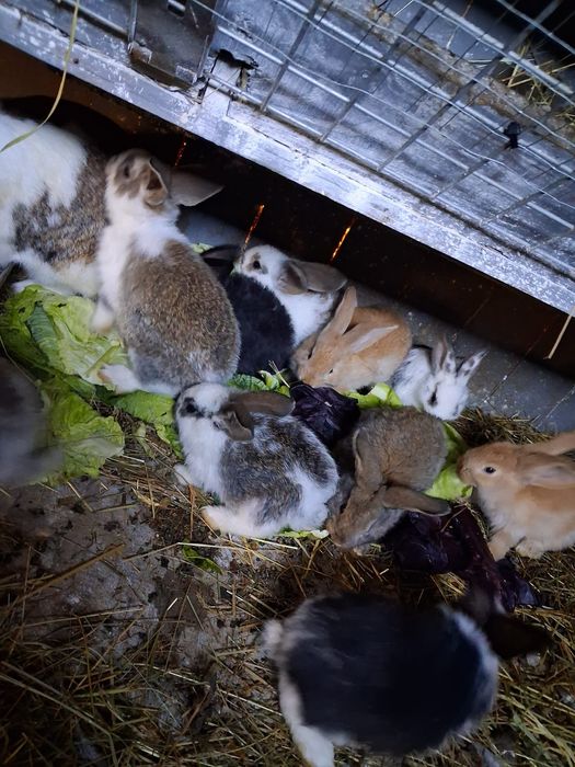 króliki belgijskie olbyrzmy
