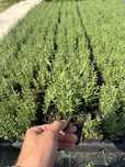 Sadzonki lawendy Lawenda Blue Scent P9! Producent