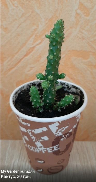 Сукуленти, ехеверія,гастерія,кактус