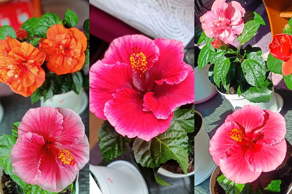 Hibiskusy róże chińskie różne kolory odmiany piękne duże kwiaty