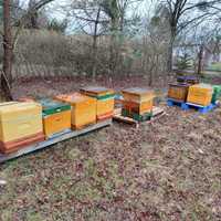Ule pszczoły rodziny