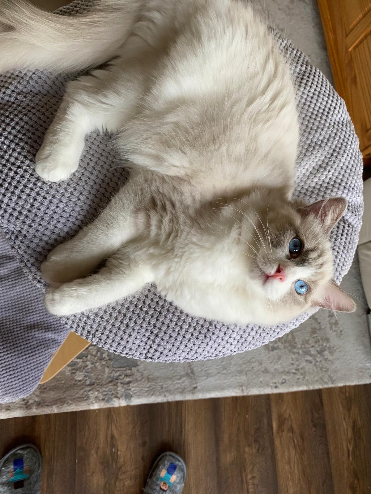 kocurek Ragdoll; FPL/FIFE już po kastracji