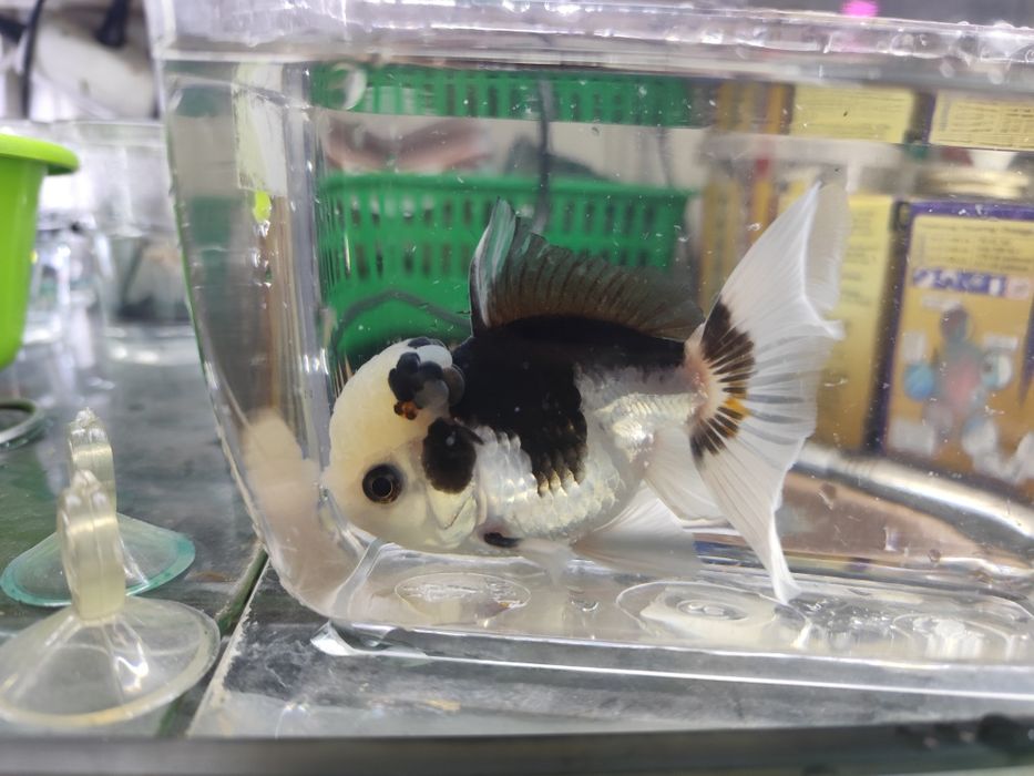 Welon panda czarno-biały oranda