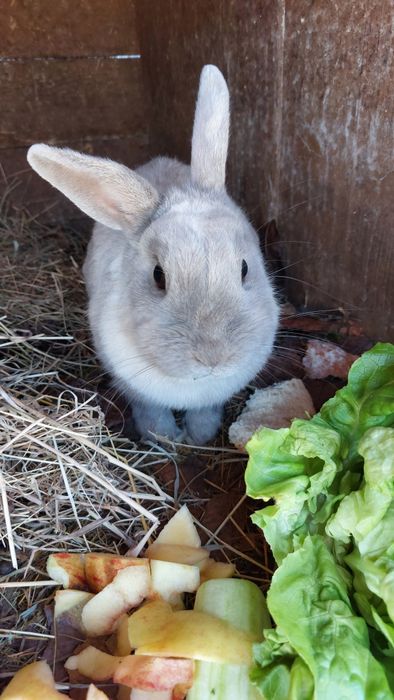 Oddam króliczka w dobre ręce