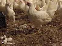 Kury Leghorn nioski kokoszki także kurki  rosa zielononóżki sonia
