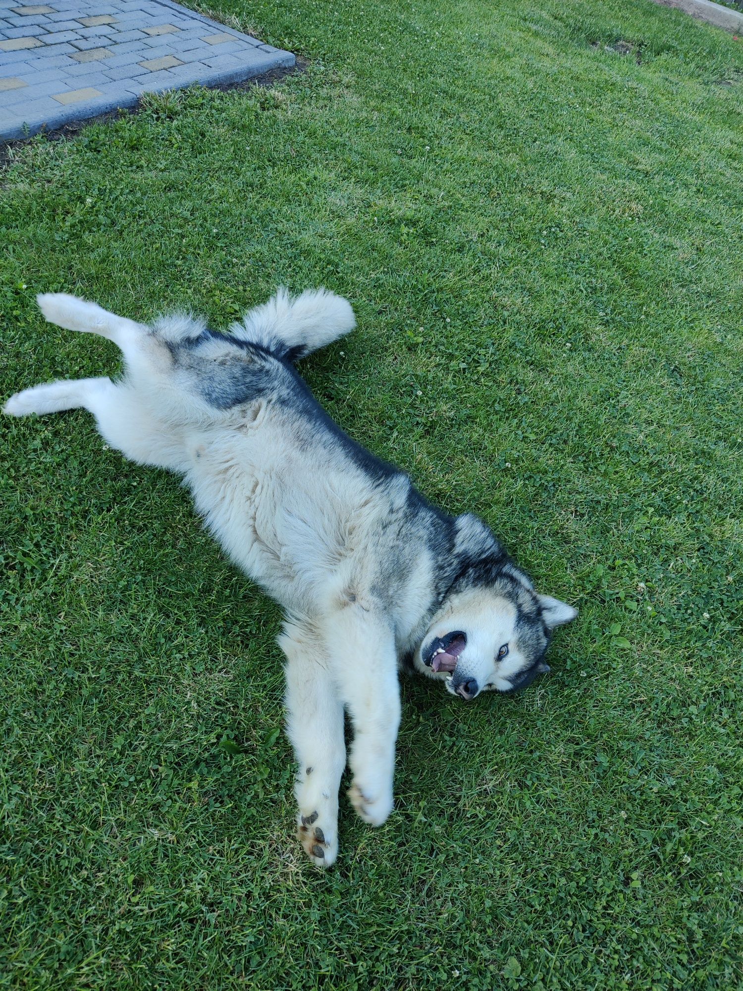 В'язка Аляскінський маламут (Alaskan Malamute)