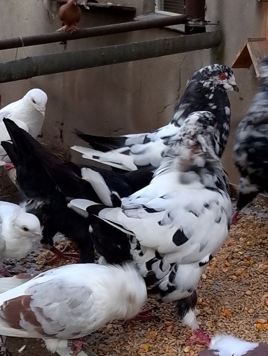 Kingi -gołębie ozdobne