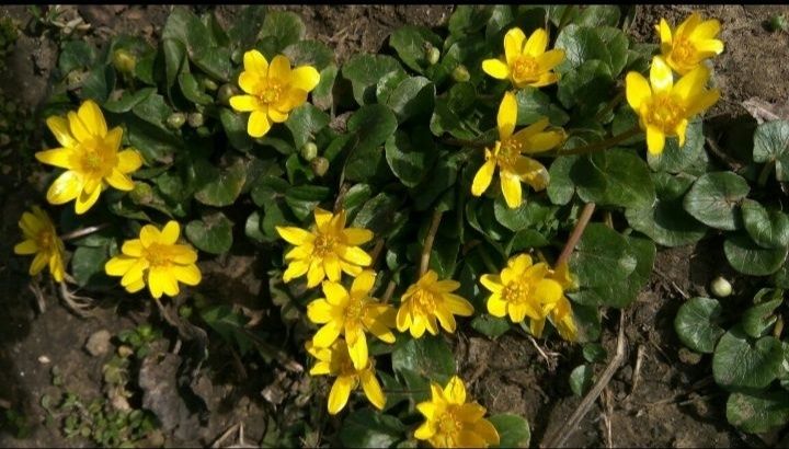 Жовта ромашка геліопсис аліум пшінка фіалка
