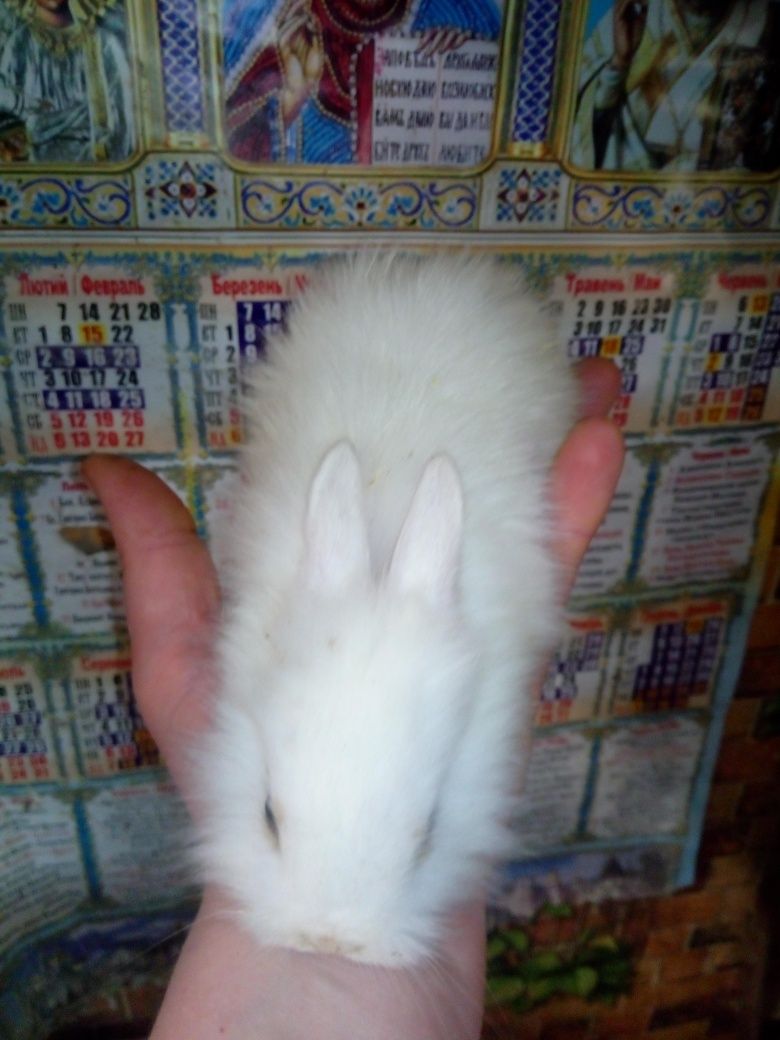 Пасхальний кролик, декоративний карликовий кролик