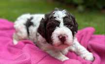 Lagotto Romagnolo Zkwp, szczeniaczek -suczka